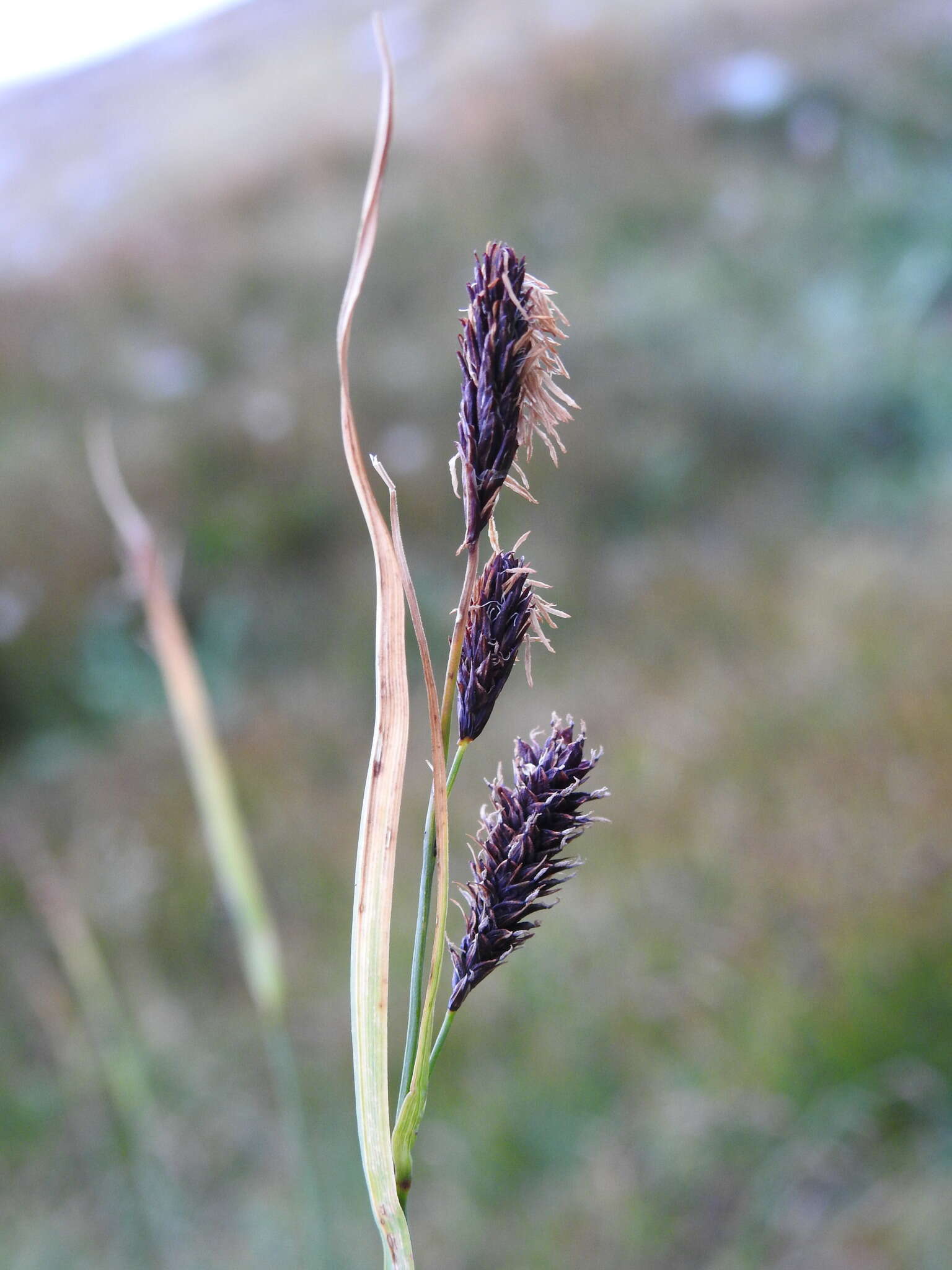 Image of Carex flacca subsp. flacca