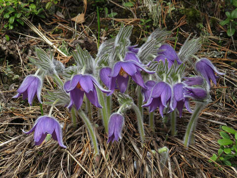 Image of Eastern Pasque Flower