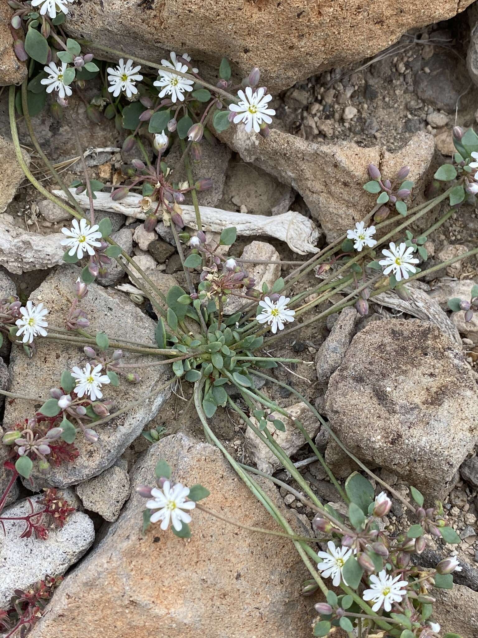 Image of Drymaria holosteoides Benth.