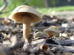 Image of Agrocybe smithii Watling & H. E. Bigelow 1983