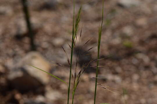 Image of Chrysopogon gryllus (L.) Trin.