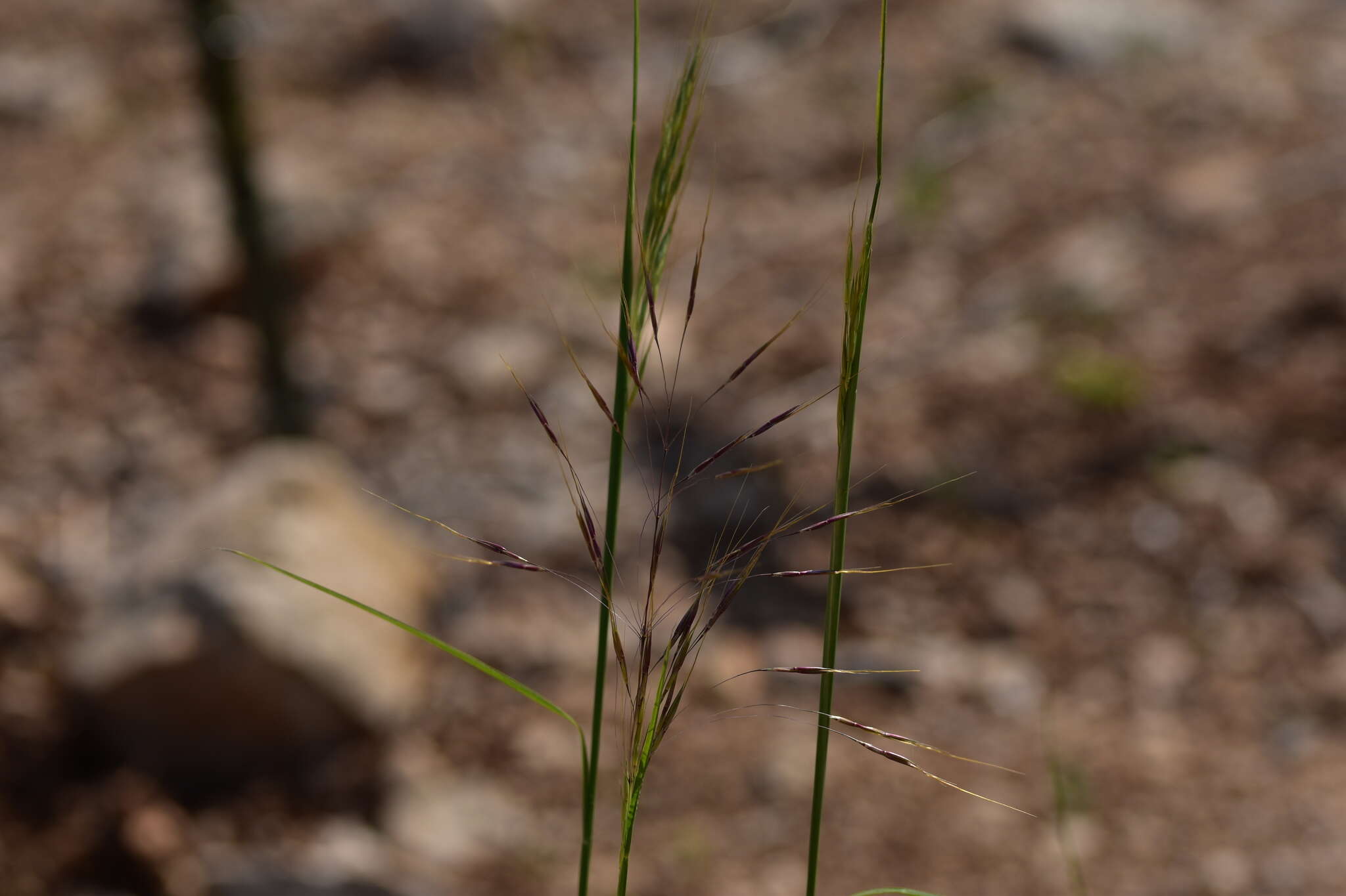 Слика од Chrysopogon gryllus (L.) Trin.