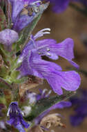 Image of Ajuga australis R. Br.