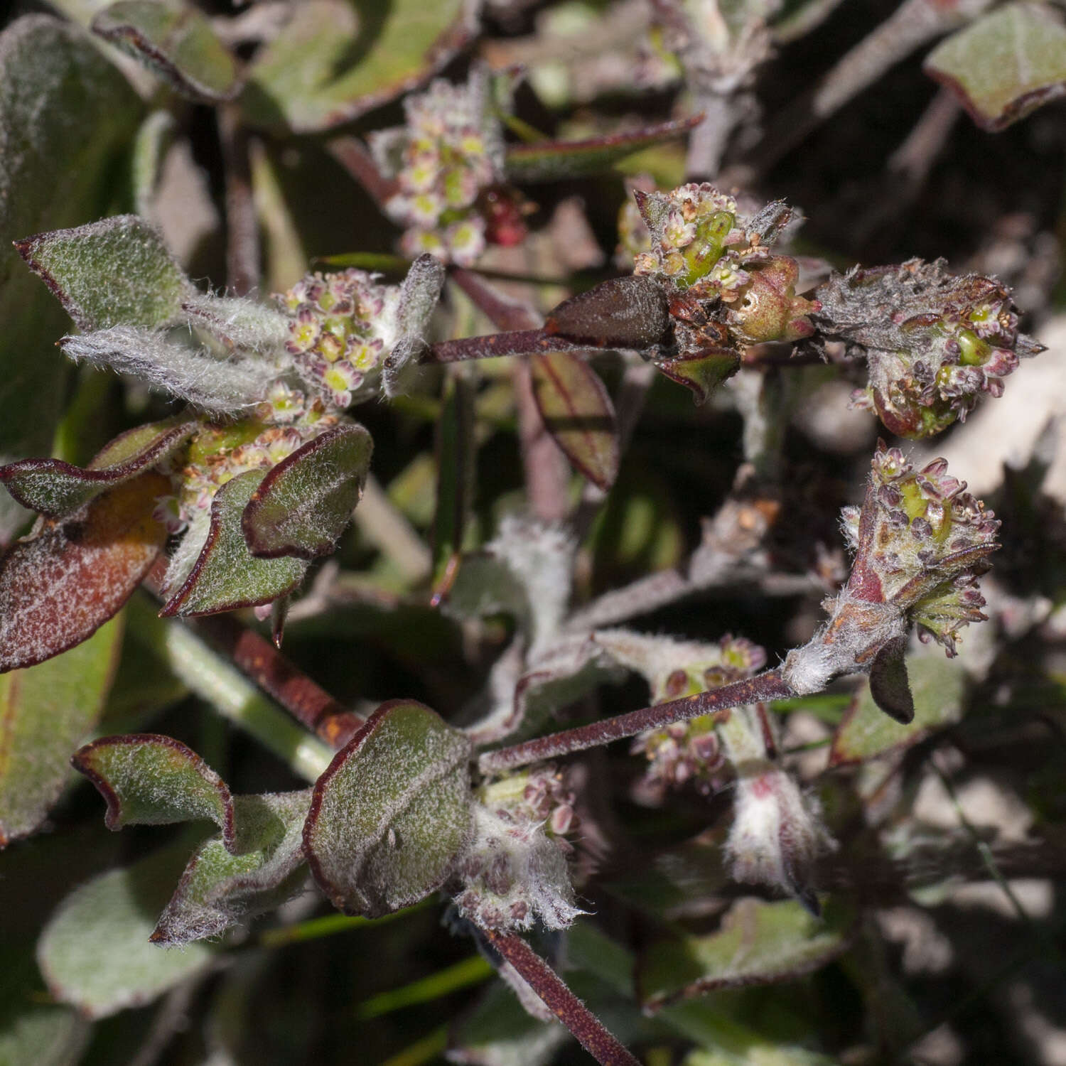 Image of Centella difformis (Eckl. & Zeyh.) Adamson