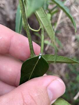 صورة Leichhardtia viridiflora (R. Br.) P. I. Forst.