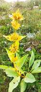 Image of Gentiana lutea subsp. symphyandra (Murb.) Hayek