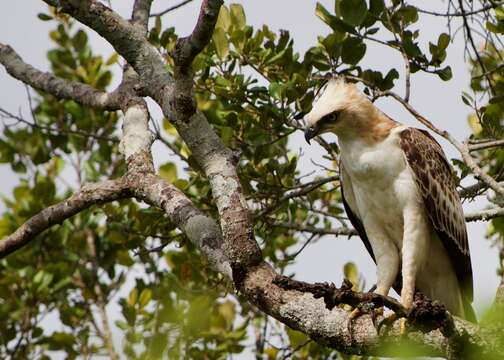 Nisaetus cirrhatus (Gmelin & JF 1788) resmi