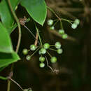 Smilax glaucochina Warb. resmi