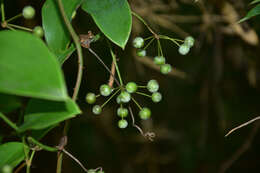 Smilax glaucochina Warb. resmi