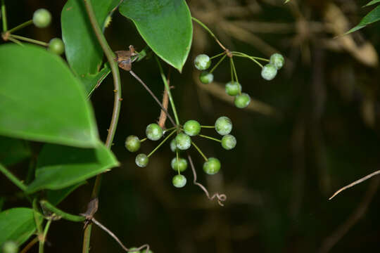Image of Smilax glaucochina Warb.