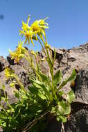 Image of Elmer's ragwort