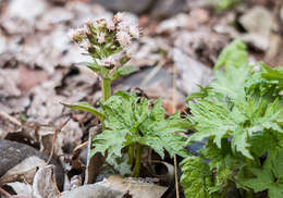 Слика од Petasites tatewakianus Kitam.