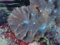 Image of Palm Lettuce Coral