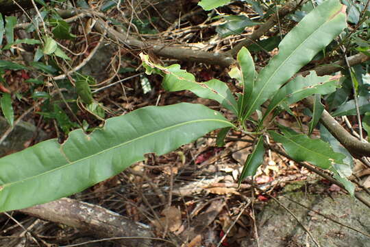 Слика од Lithocarpus hancei (Benth.) Rehder