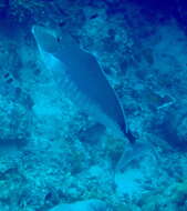 Image of Humpback Unicornfish