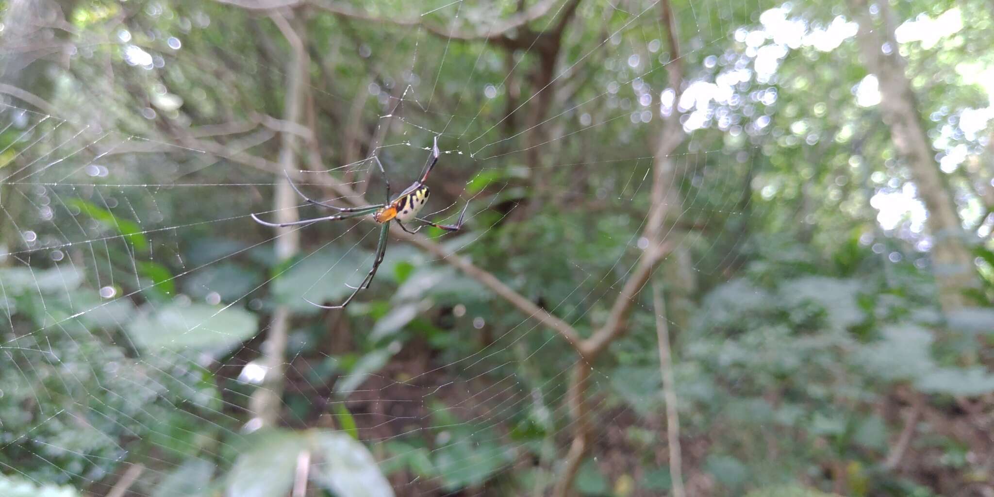 Image of Leucauge taiwanica Yoshida 2009