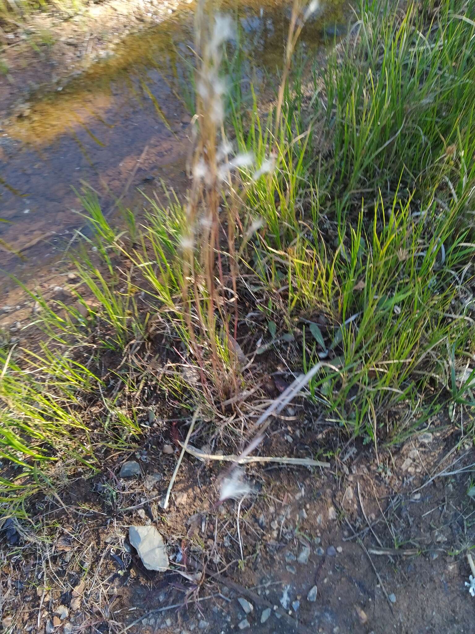 Image of Andropogon eucomus Nees