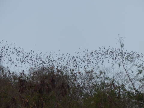 Image of Tadarine Free-tailed Bats