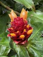 Imagem de Costus montanus Maas