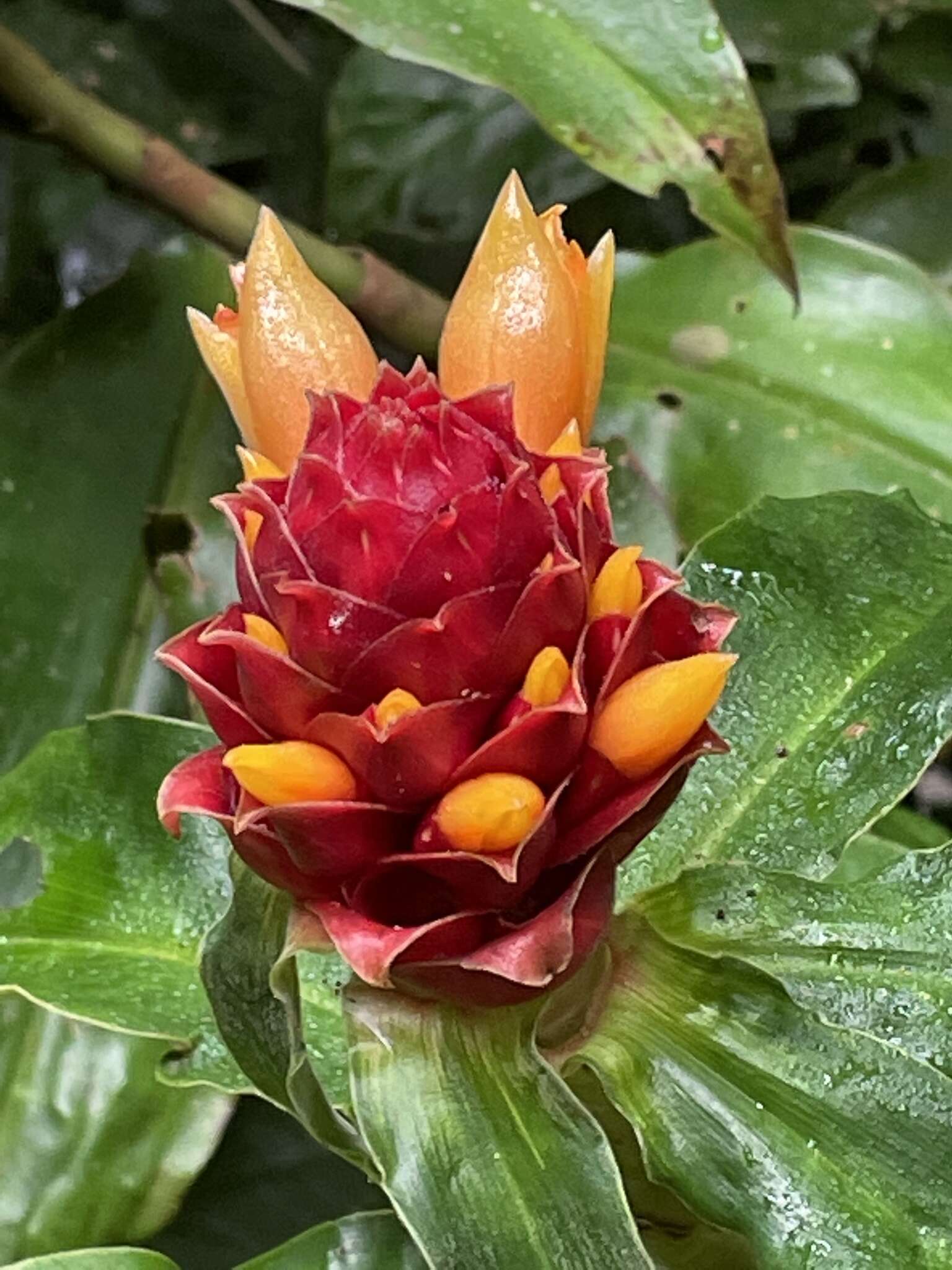 Costus montanus Maas的圖片