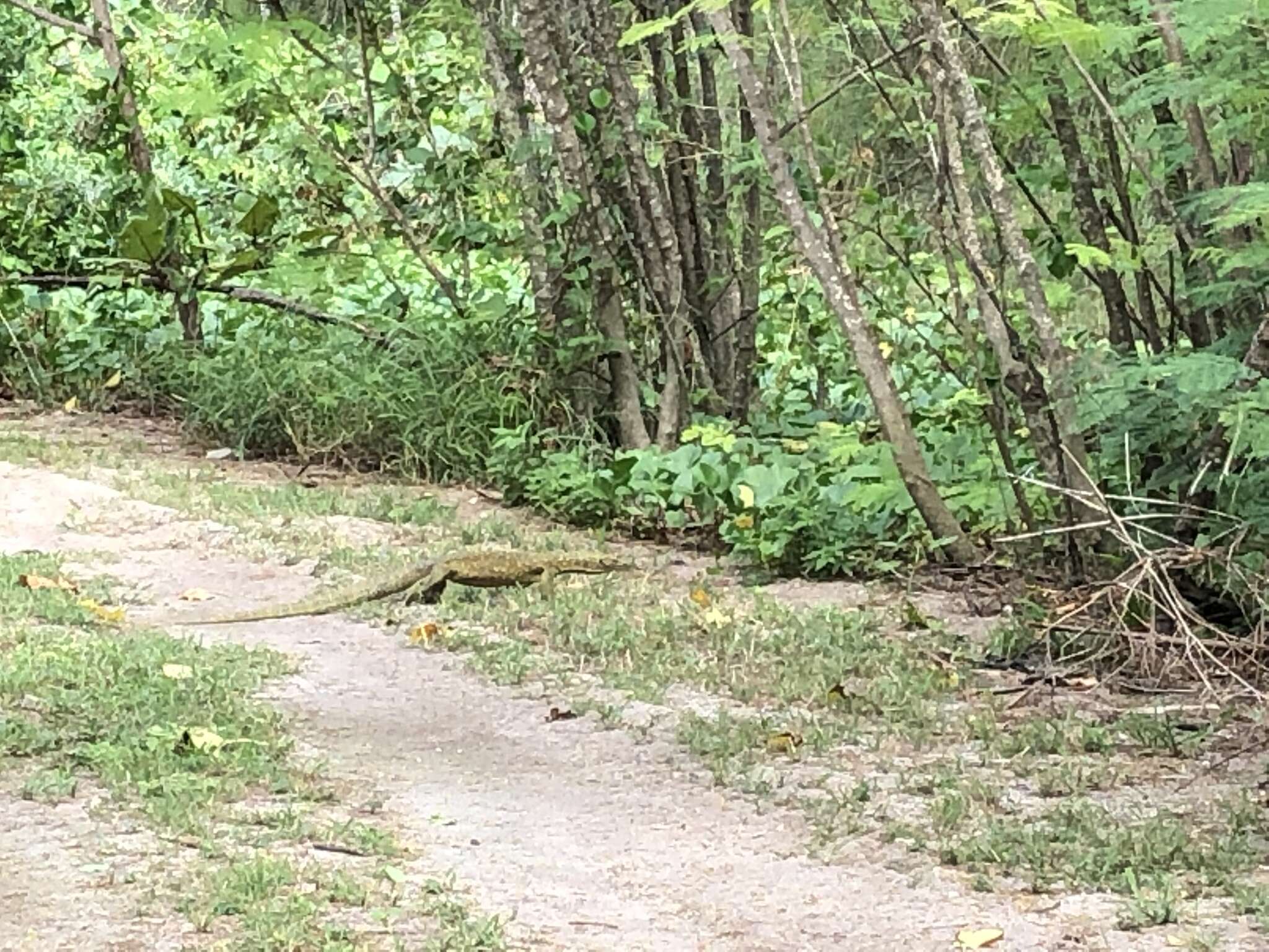 Sivun Varanus indicus (Daudin 1802) kuva