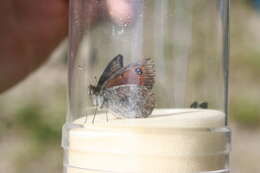 Image of Common Brassy Ringlet