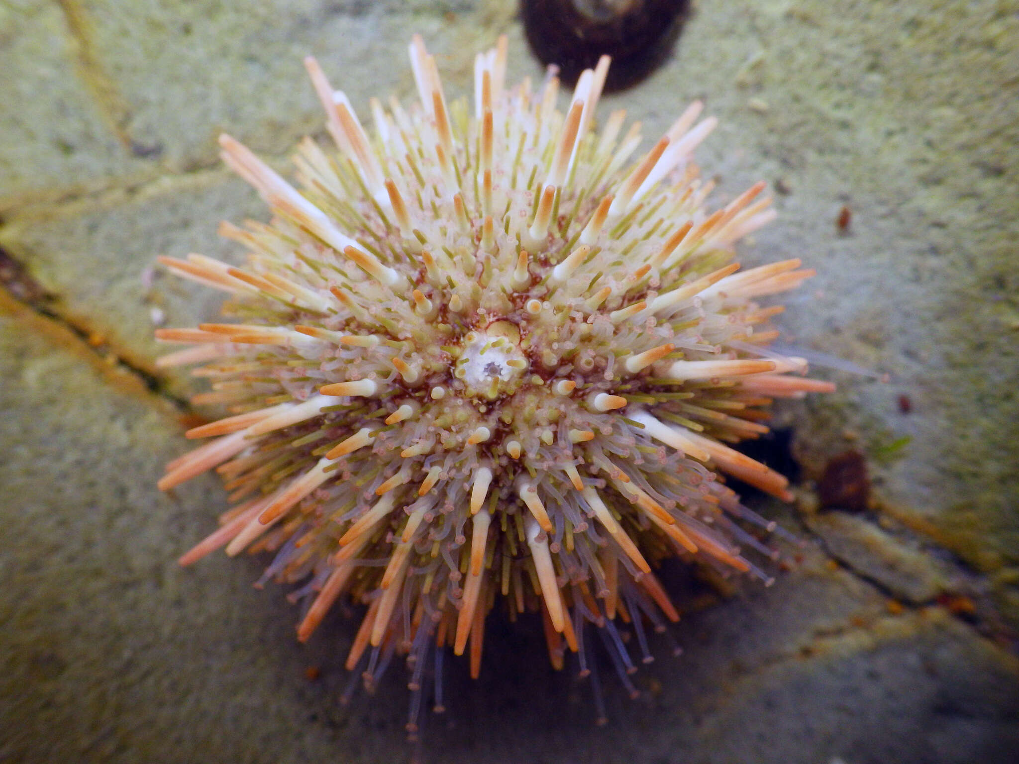 Image of Strongylocentrotidae Gregory 1900