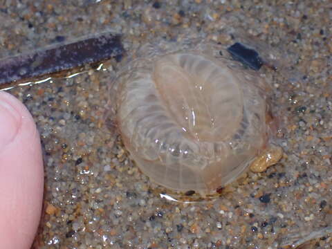 Image of giant burrowing anemone