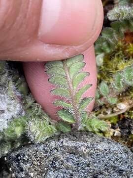 Image of Polemonium villosissimum (Hultén) D. F. Murray & Elven