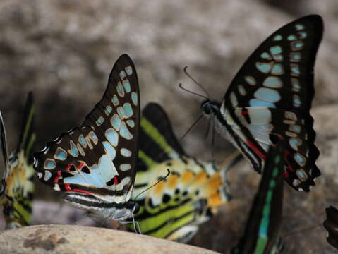 Image of Graphium doson (Felder & Felder 1864)