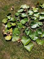 Image of yellow pond-lily