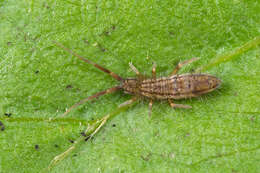 Orchesella flavescens (Bourlet & C 1839)的圖片