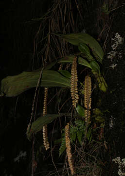 Image of Common rattlesnake orchid