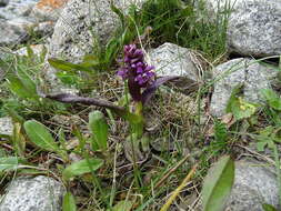 Imagem de Dactylorhiza umbrosa (Kar. & Kir.) Nevski