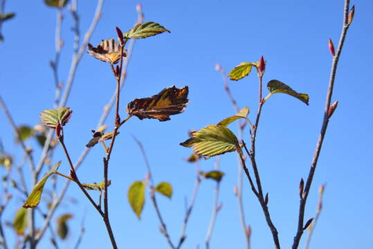 Image of winter hazel