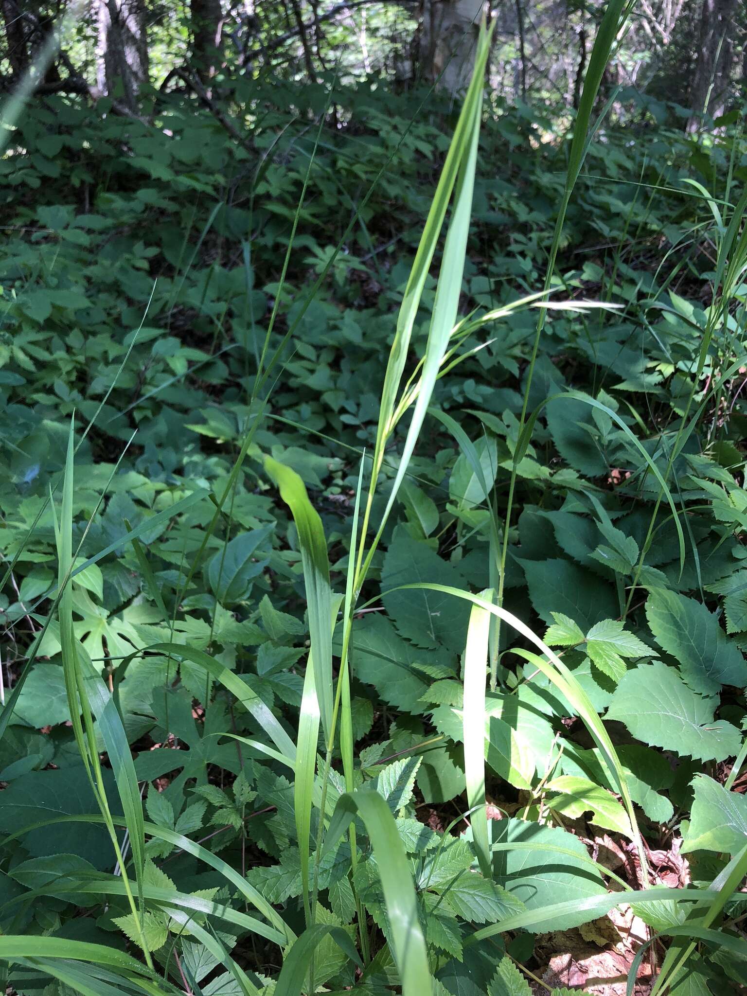 Imagem de Bromus ciliatus L.