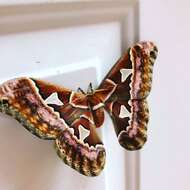 Image of Orizaba Silkmoth