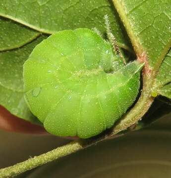 Image of Green-veined Charaxes