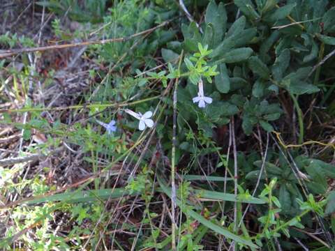 Image de Lobelia neglecta Schult.