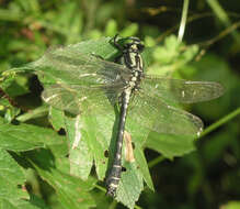 Imagem de <i>Shaogomphus postocularis epophthalmus</i> Selys 1872