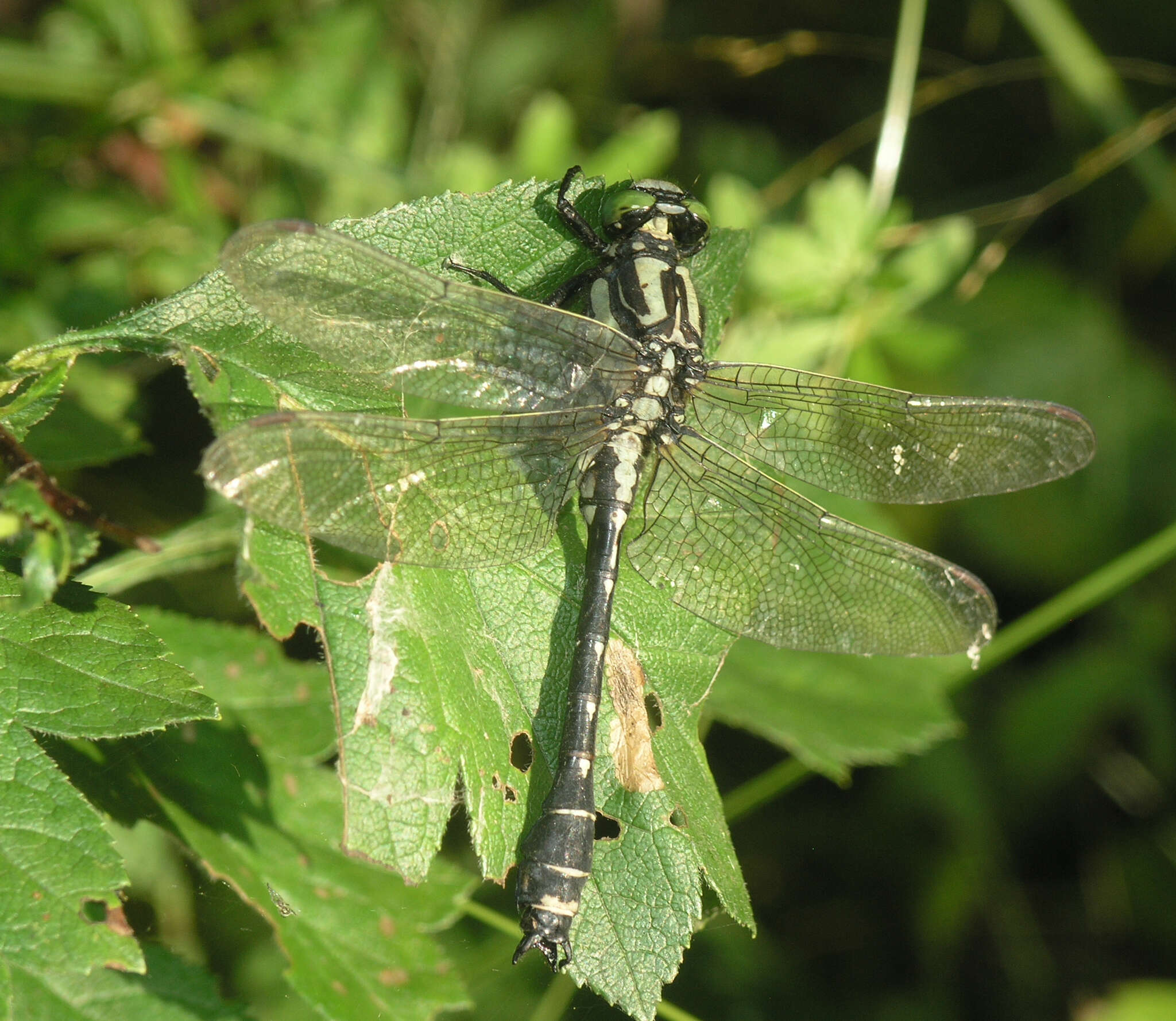 Imagem de <i>Shaogomphus postocularis epophthalmus</i> Selys 1872