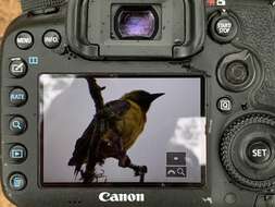 Image of Olive-headed Weaver