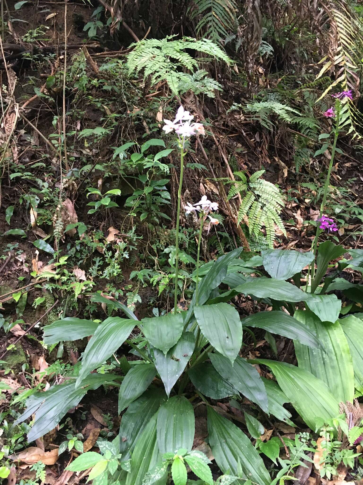 Image of Calanthe dominyi Lindl.