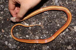 Image of Two-spotted Snake