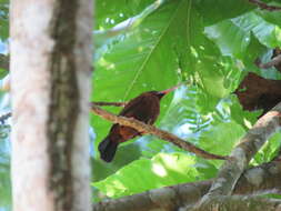 Image of Chestnut Jacamar