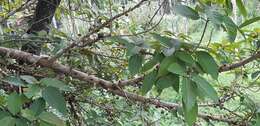 Image of Ficus variegata Bl.