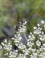 Image of Spider wasp