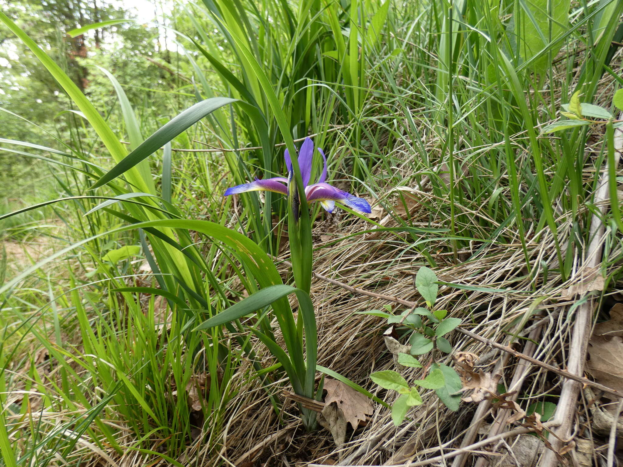 Image of Iris graminea L.