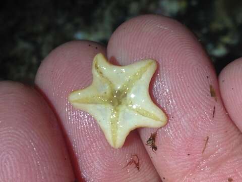 Image of Tesselated slime star