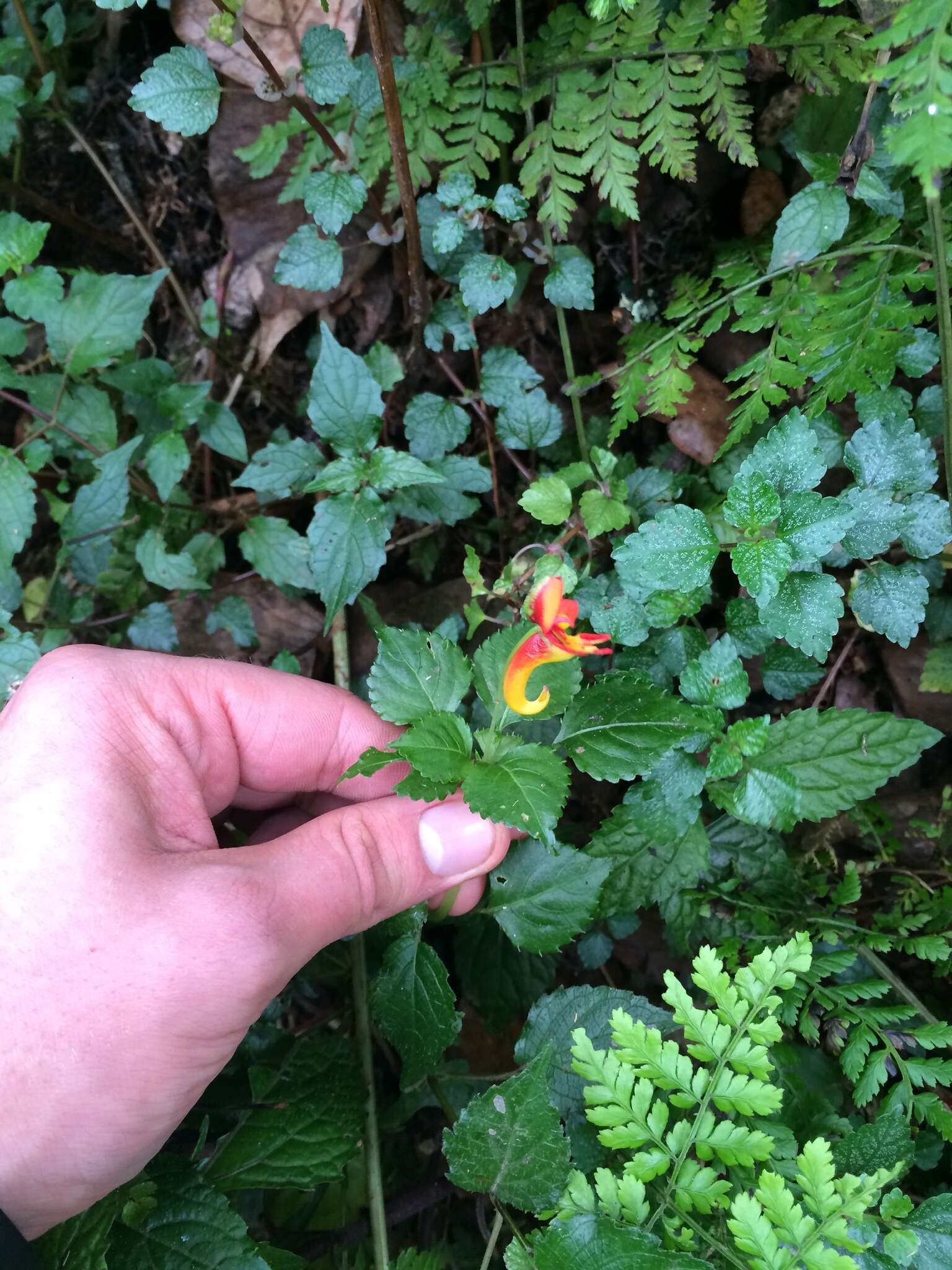 Image of Impatiens kilimanjari Oliver